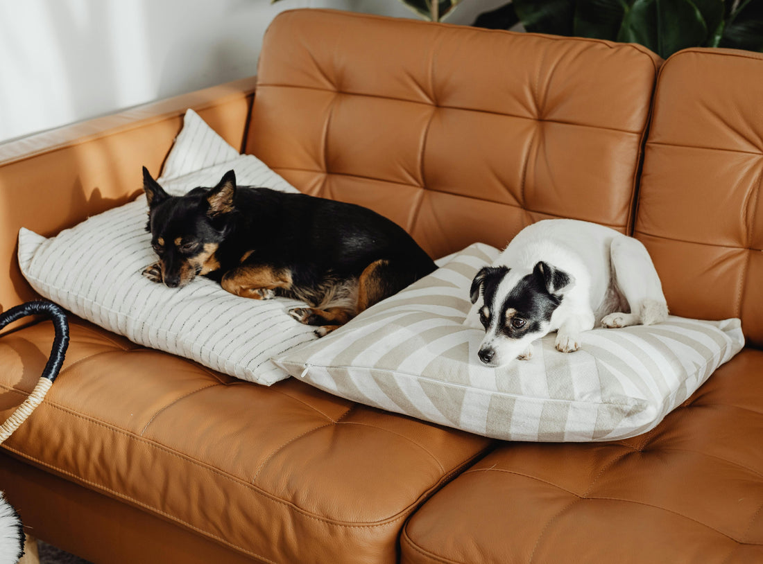 Getting the right Pet Supplies for your furry friends - DailyBasicNeeds.com