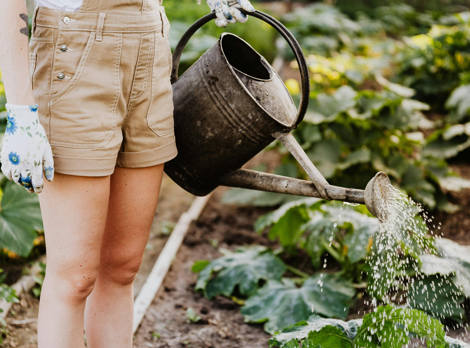 Lawn & Garden - DailyBasicNeeds.com