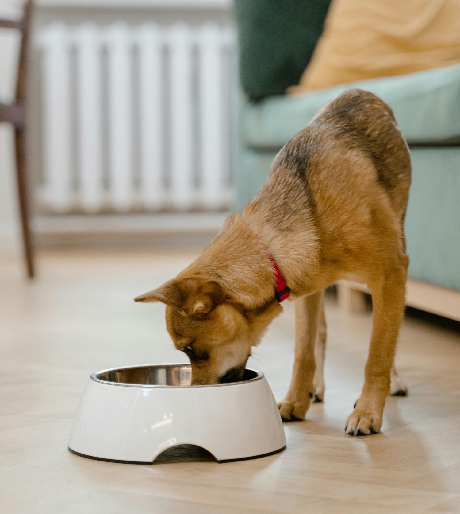 Pet Supplies - DailyBasicNeeds.com