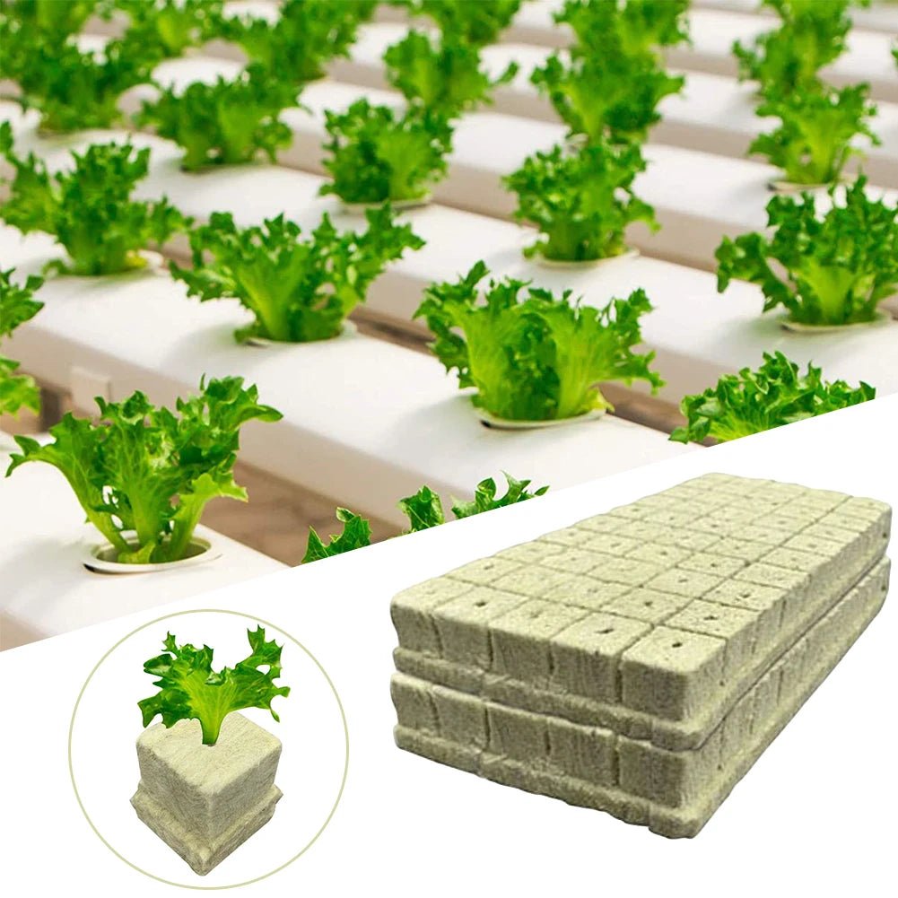 100pcs Hydroponics Starter Plugs - DailyBasicNeeds.com