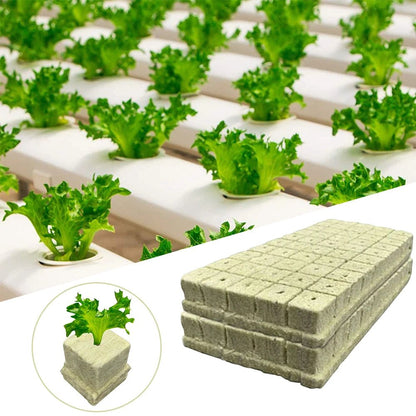 100pcs Hydroponics Starter Plugs - DailyBasicNeeds.com