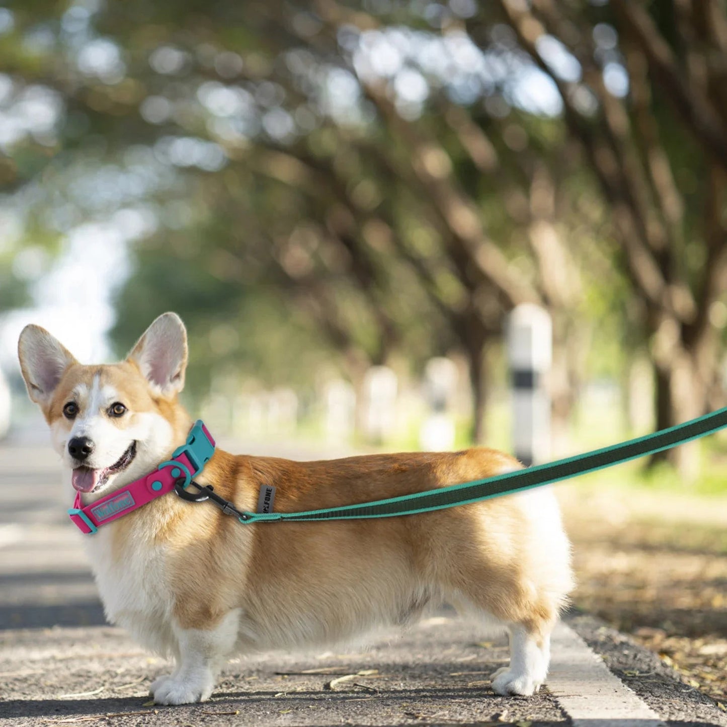 Long Dog Leash Easy and Convenient for Light Training - DailyBasicNeeds.com