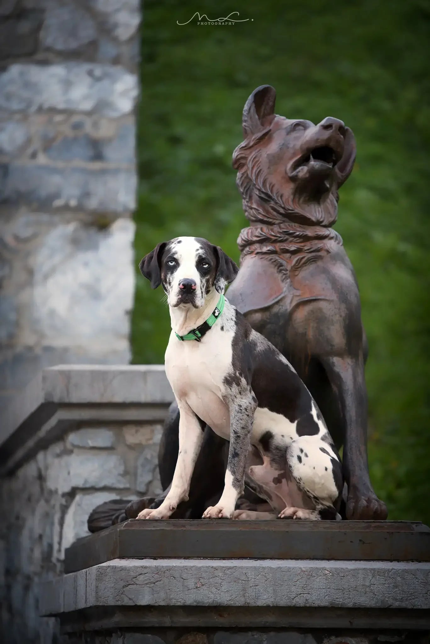 Pet Dog Collar - DailyBasicNeeds.com