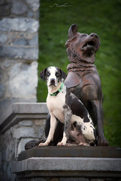 Pet Dog Collar - DailyBasicNeeds.com