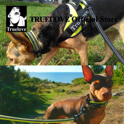 Pet Dog Collar - DailyBasicNeeds.com