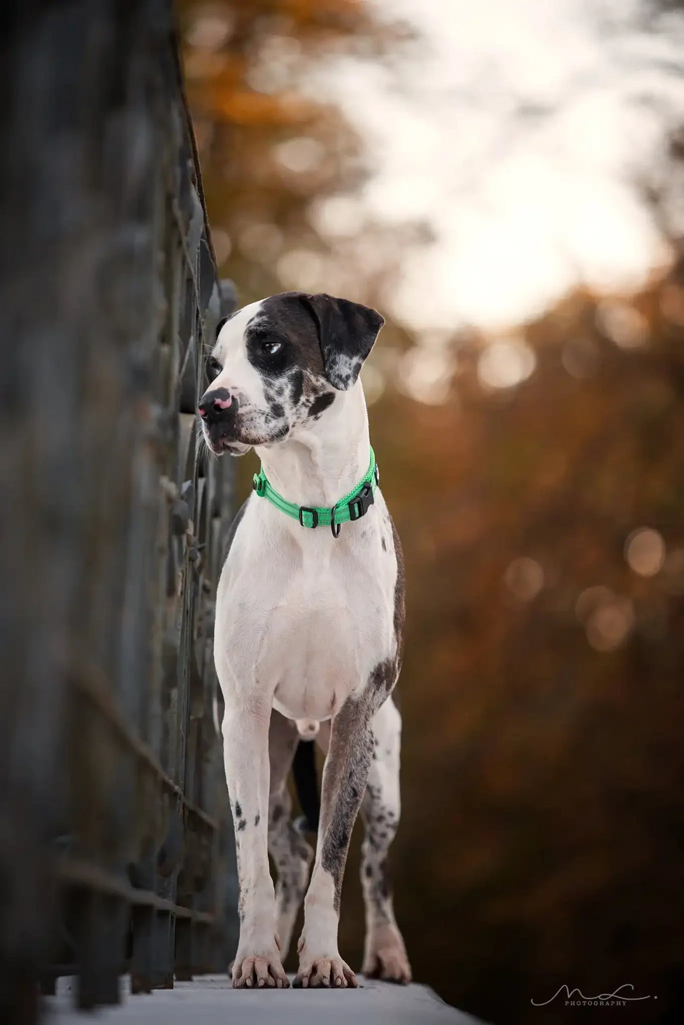 Pet Dog Collar - DailyBasicNeeds.com