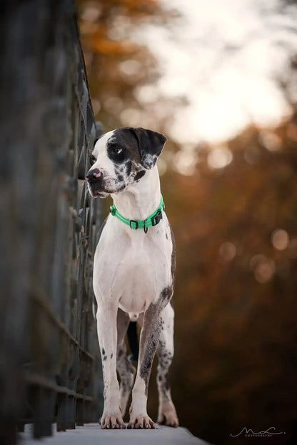 Pet Dog Collar - DailyBasicNeeds.com